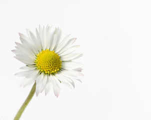 single daisy, on white - 6902877