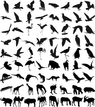 Many silhouettes of different animals and birds