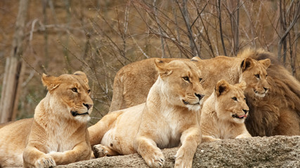 Fototapeta na wymiar Four Lions