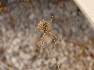 spider