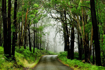 Fototapeta premium Forest Road