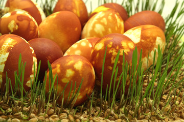 Painted Easter eggs with sprouts