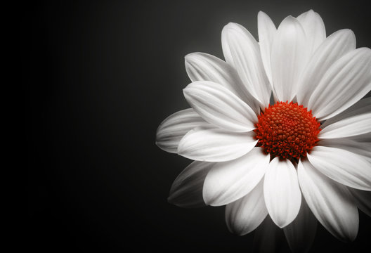 Fototapeta Daisy on black background.