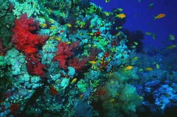 Fototapeta na wymiar Underwater life of coral reef 66
