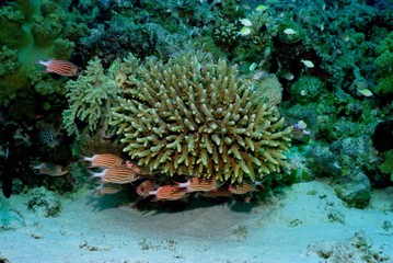 Underwater life of coral reef 67