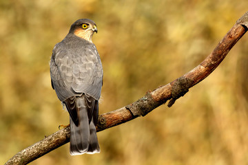 Accipiter nisus