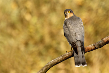 Accipiter nisus
