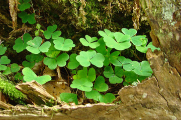 Oxalis petite-oseille,Aude,Pyrénées