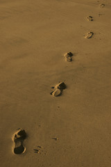 footprints 1