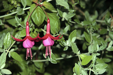 hanging fuchsia 1