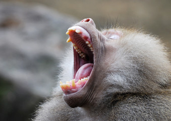 baboon