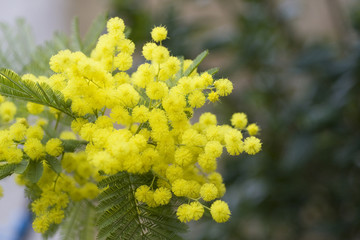 acacia