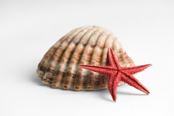 Estrella de mar y concha 