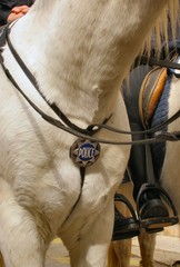 Cheval de police