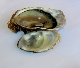 Huitre à perle de nacre