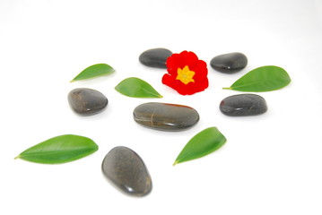 Obraz na płótnie Canvas kwiat na zen kamienie