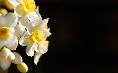 Narcissus Blossoms