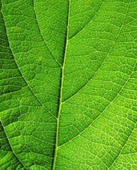 Fototapeta na wymiar Close-up z zielonym liściem
