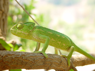 Camaleão