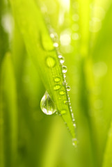Close-up shot of green grass with rain drops on it
