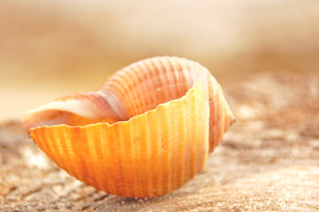 Pretty Seashell