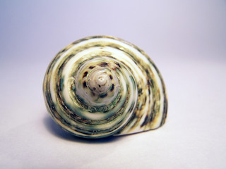 Shell