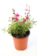 Potted Salvia