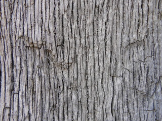 Obraz premium tronco de un arbol