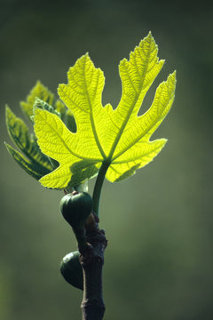Feuilles de figuier et figues