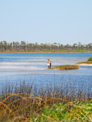 Heron in Pretty Marsh