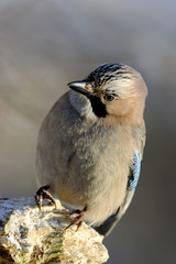 Eurasian Jay