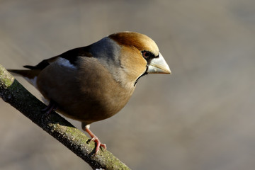 Coccothraustes coccothraustes