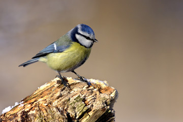 Parus caeruleus