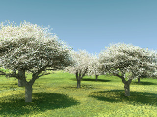 Blossoming cherry-trees