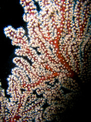 gorgonia