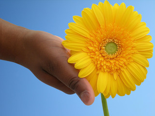 Gerbera vor blauem Himmel 