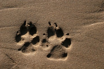 paw prints