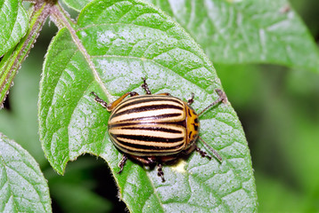 Colorado Beetle overview