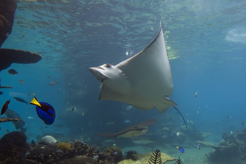 Fototapeta premium batray