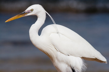 white heron