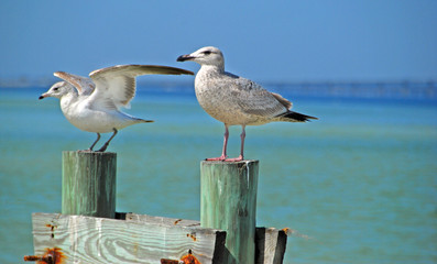 Seagulls on Pier