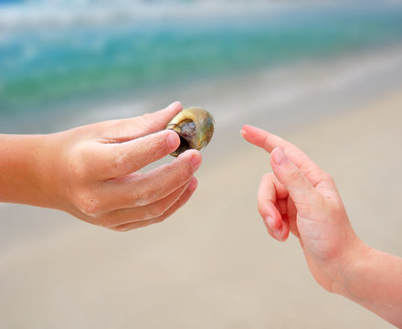 Touching Hermit Crab Shell