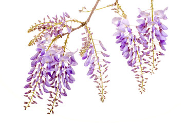 beautiful wisteria flowers