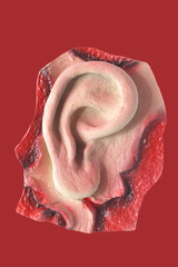 ear
