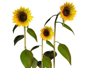 Tournesol Sunflower