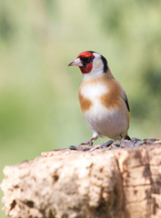 goldfinch on the trunk
