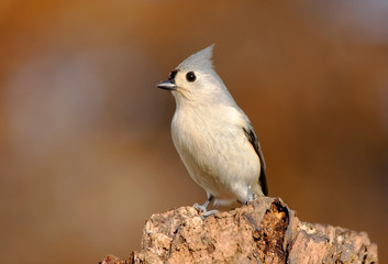 Tufted Titmouse (baeolophus bicolor) On A Stump