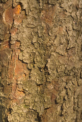 Bark Castanea sativa