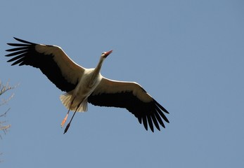 storch