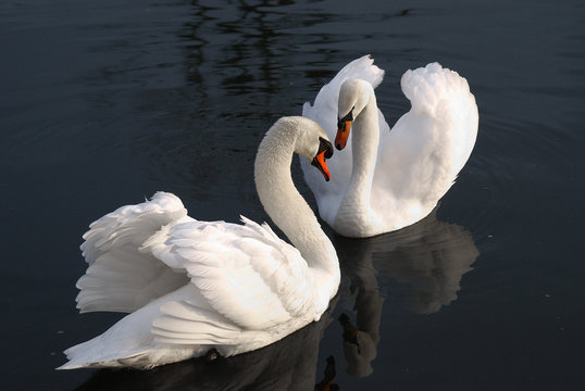 Amour Bilder Durchsuchen 510,091 Archivfotos, und